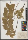 Foto von Salix syrticola Fernald